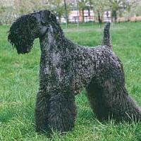 Kerry Blue Terrier - Irish Kerry Blue Terrier